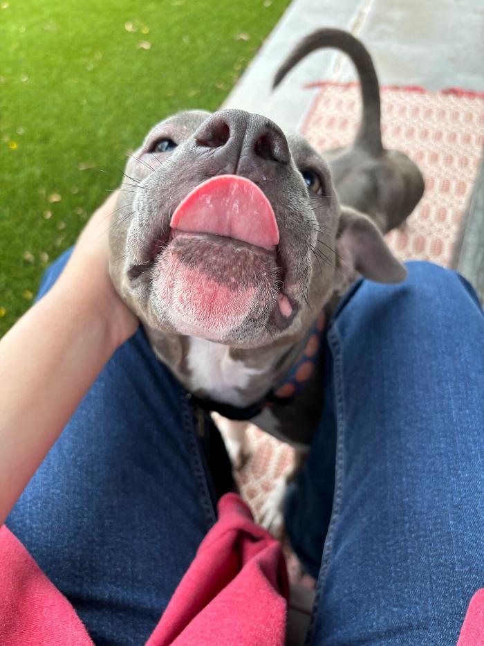 Pawfect Pet Sitter - New River, AZ