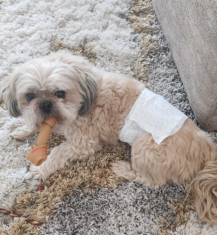 Pawfect Pet Sitter - New River, AZ