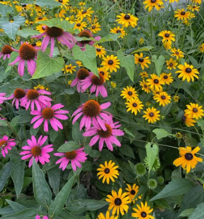 OUR PATH TO WELLNESS, LLC - Bloomington, IN