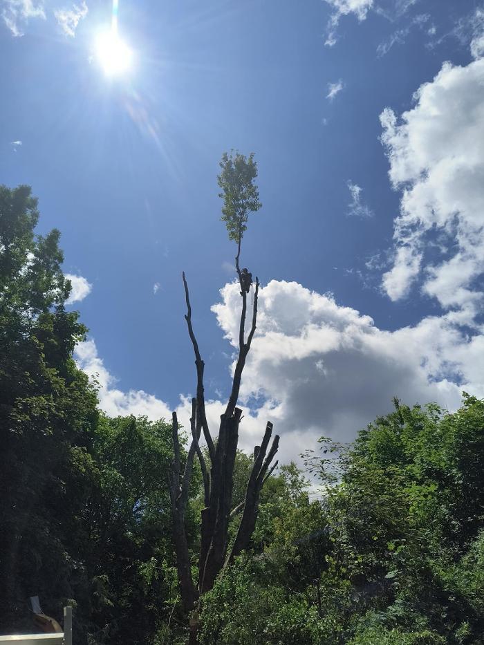 knotty tree care