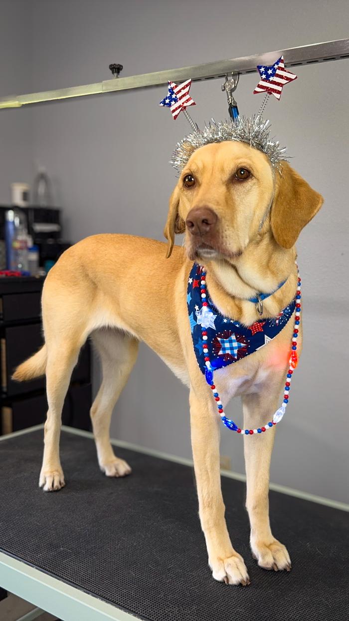 Spaw N Paw Professional Grooming - Spicewood, TX