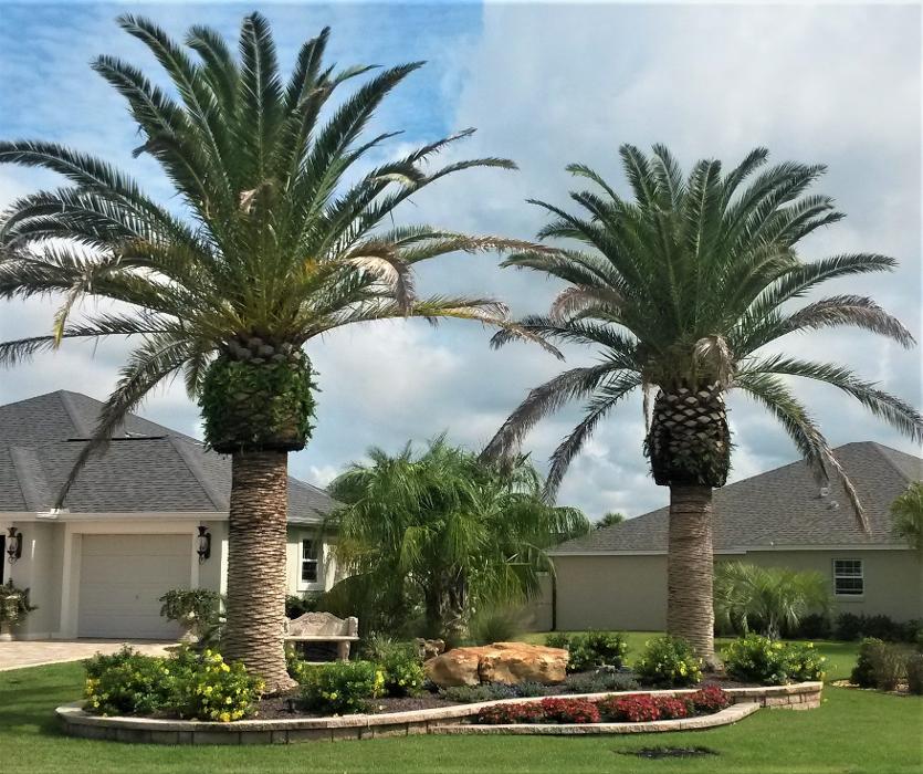 Village Palms Landscaping Image