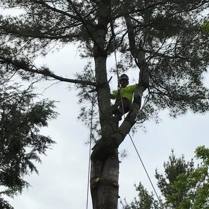 ArborVantage Tree Care - Milladore, WI