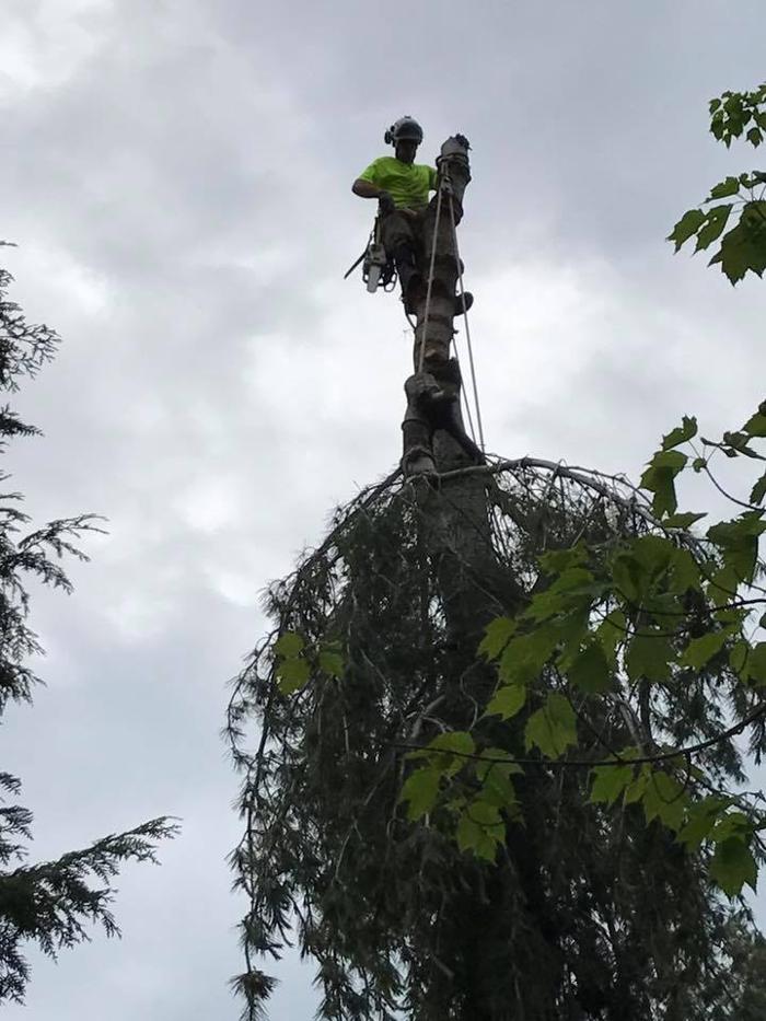 ArborVantage Tree Care - Milladore, WI