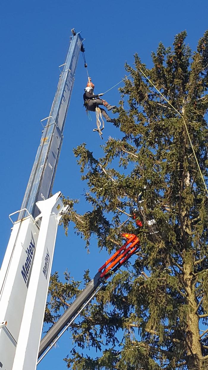 ArborVantage Tree Care - Milladore, WI
