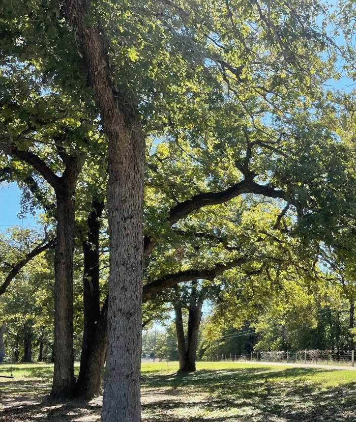 Dynamo Dusty's Tree Service Image