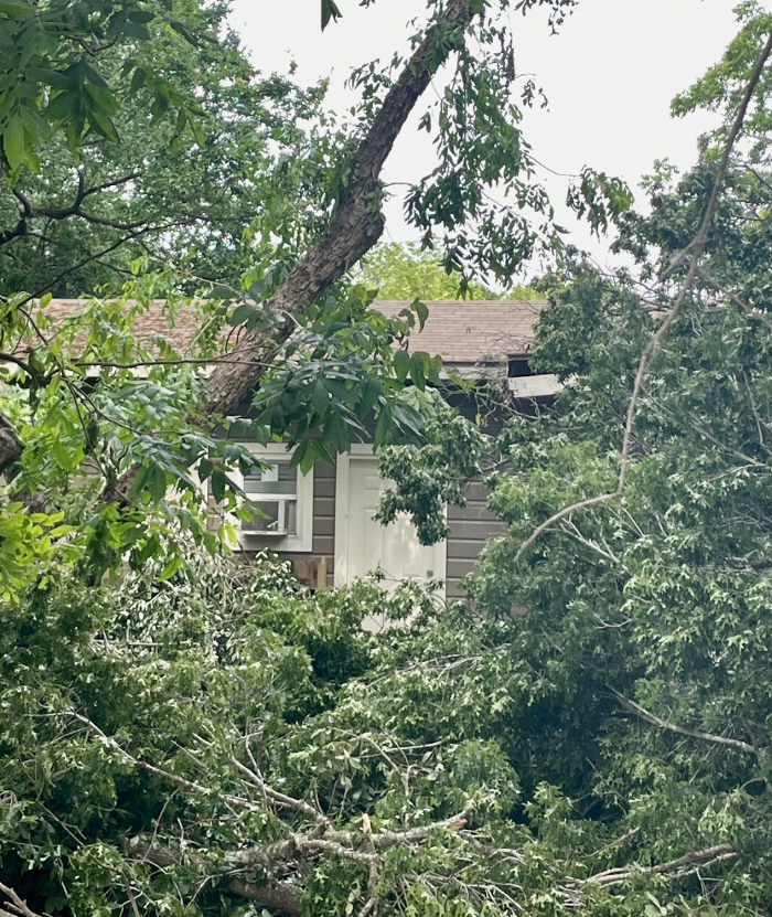 Dynamo Dusty's Tree Service Image