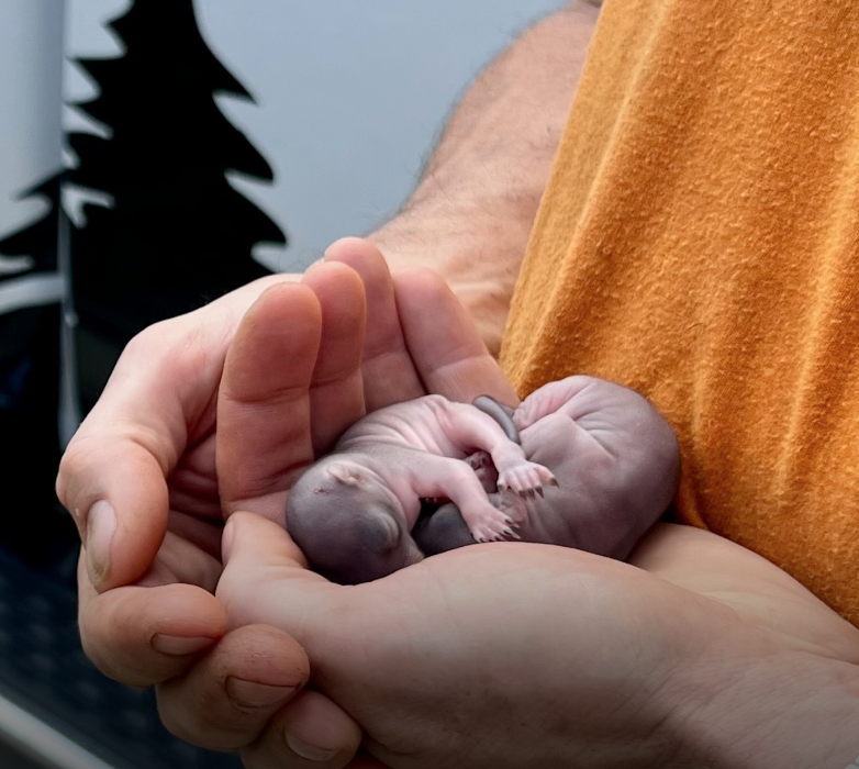 Dynamo Dusty's Tree Service Image