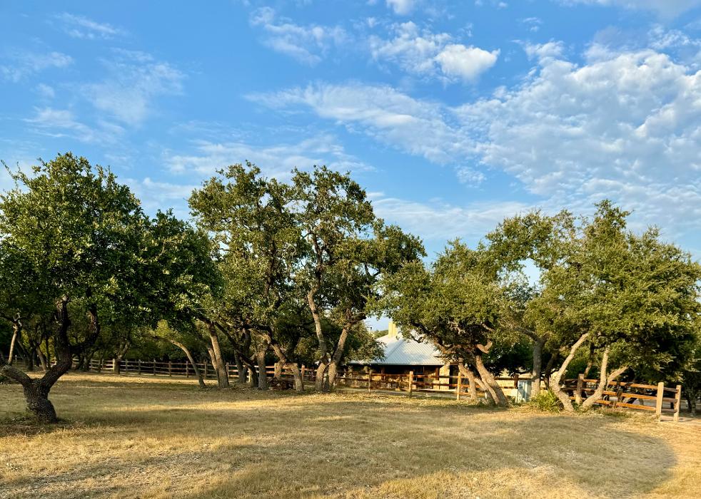 Dynamo Dusty's Tree Service Image