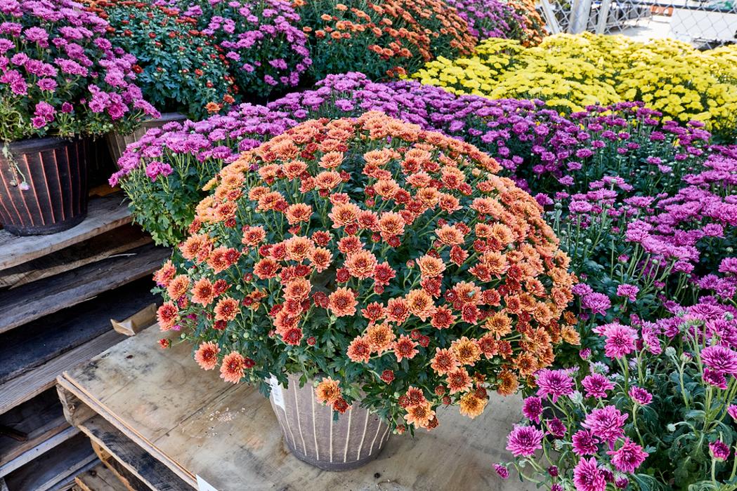 Tractor Supply Co. Logo