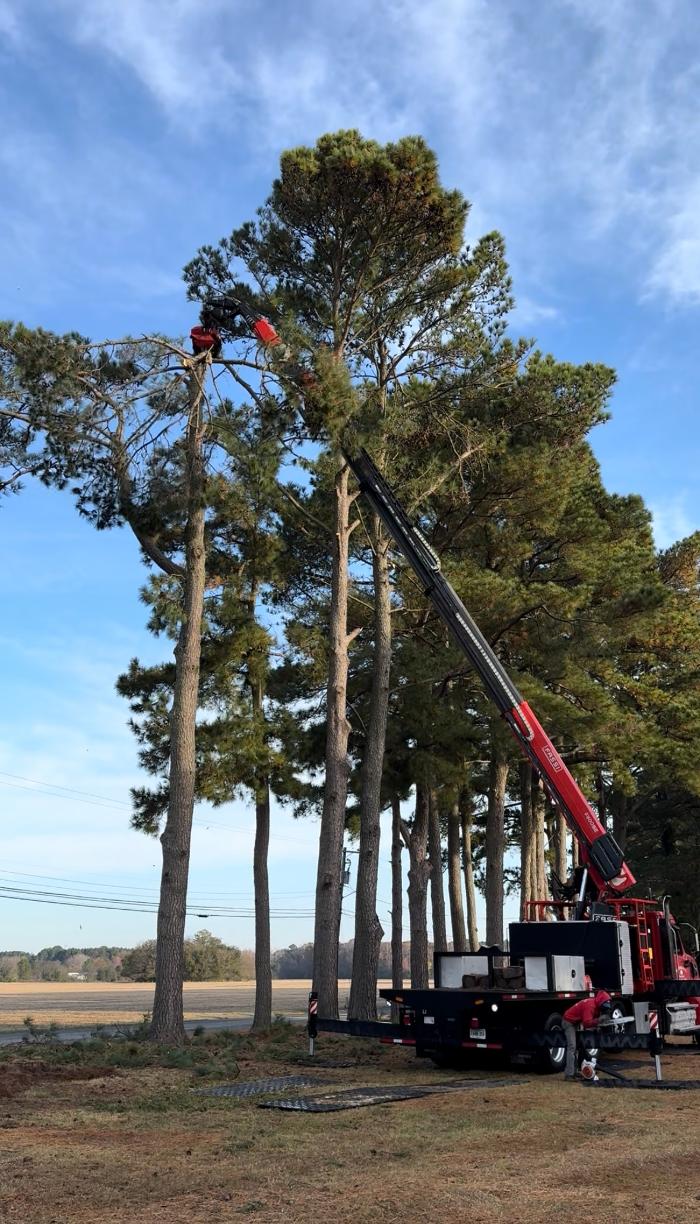 Marshall's Tree Service Image