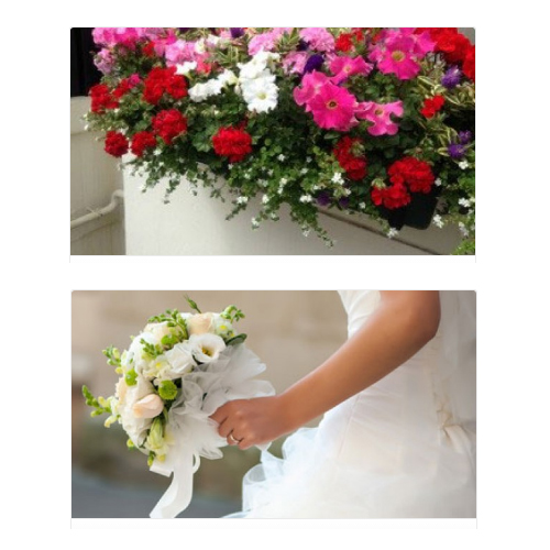 Pimlico Flowers London 020 7828 6430