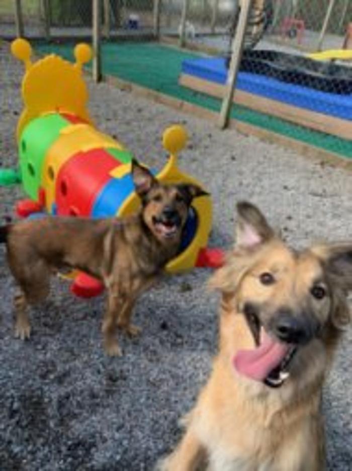 Hoffman Haus Pet Resort Image