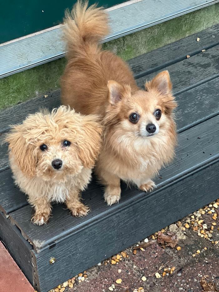 Hoffman Haus Pet Resort Image