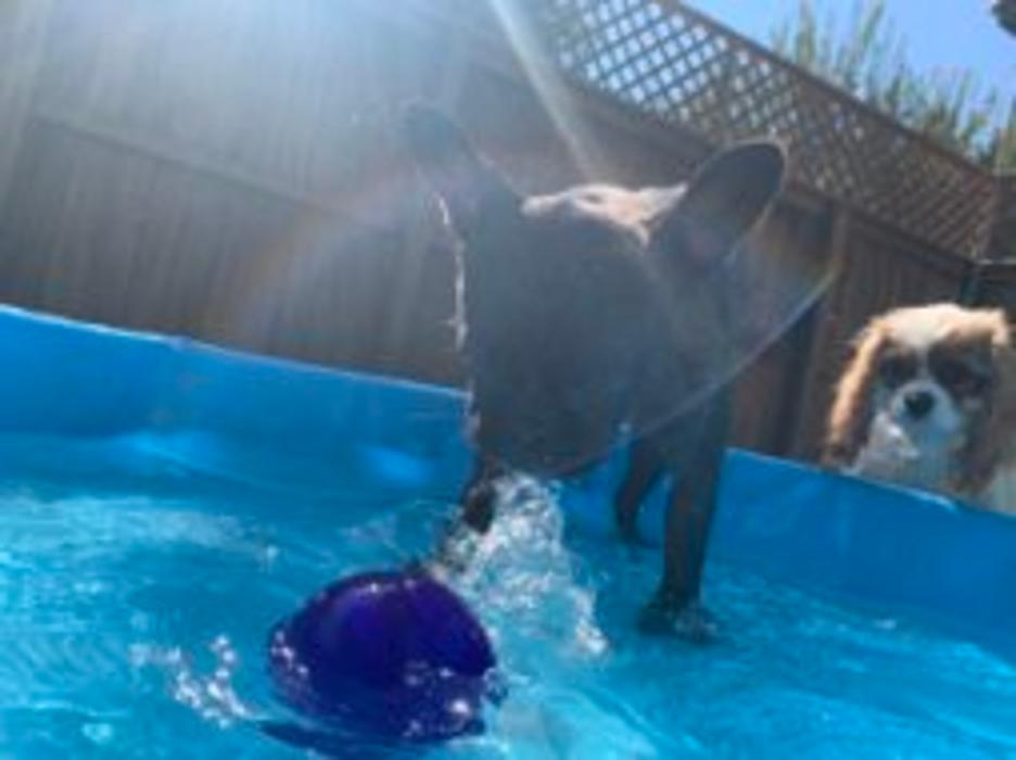 Hoffman Haus Pet Resort Image