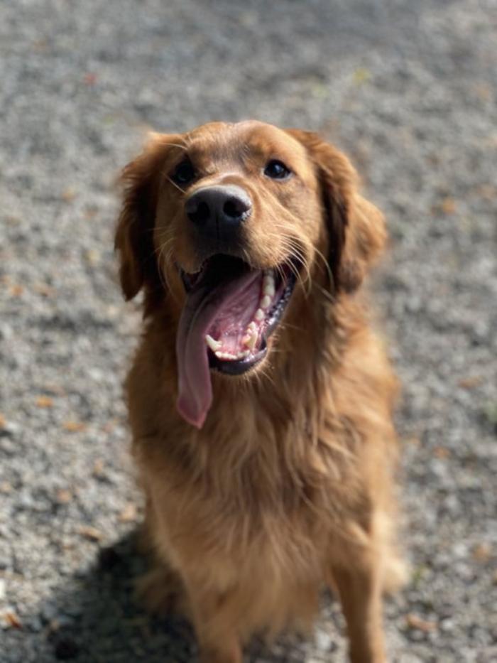 Hoffman Haus Pet Resort Image