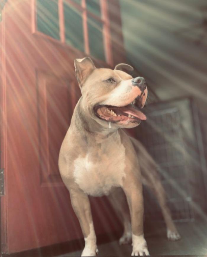 Hoffman Haus Pet Resort Image