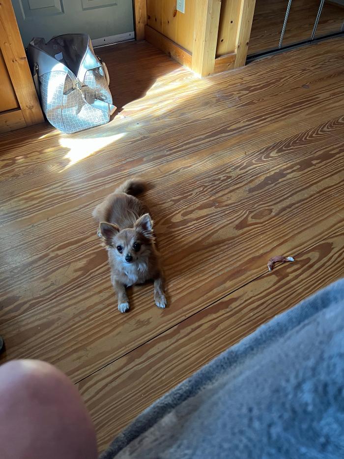 Hoffman Haus Pet Resort Image