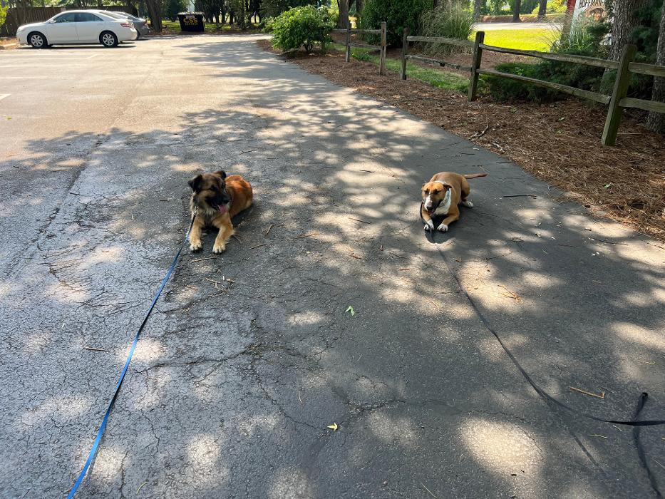 Hoffman Haus Pet Resort Image