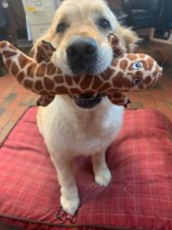 Hoffman Haus Pet Resort Image