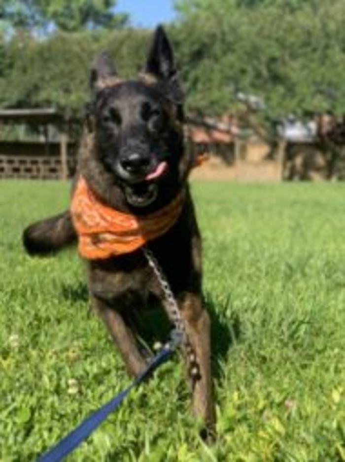 Hoffman Haus Pet Resort Image