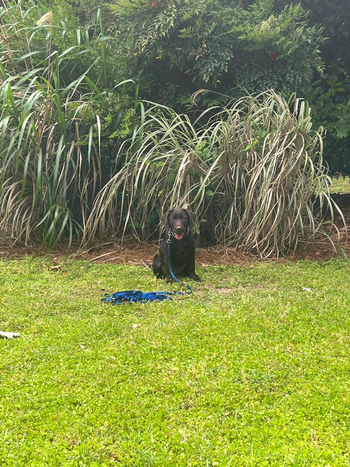 Hoffman Haus Pet Resort Image