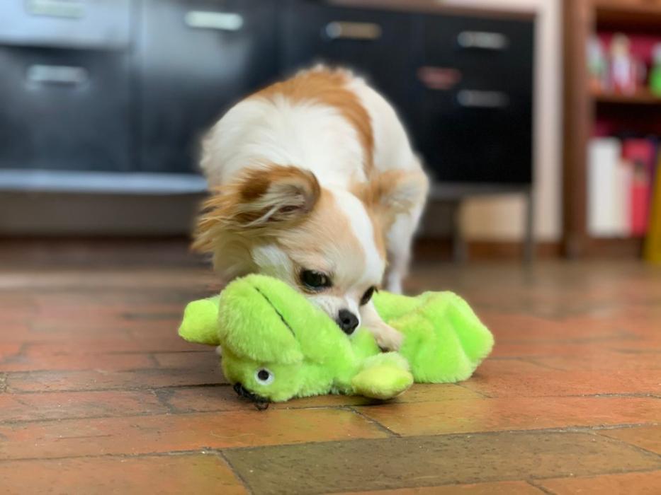 Hoffman Haus Pet Resort Image