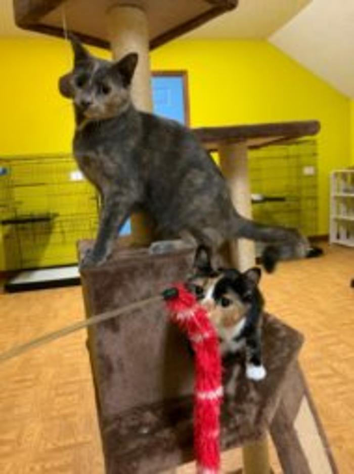 Hoffman Haus Pet Resort Image