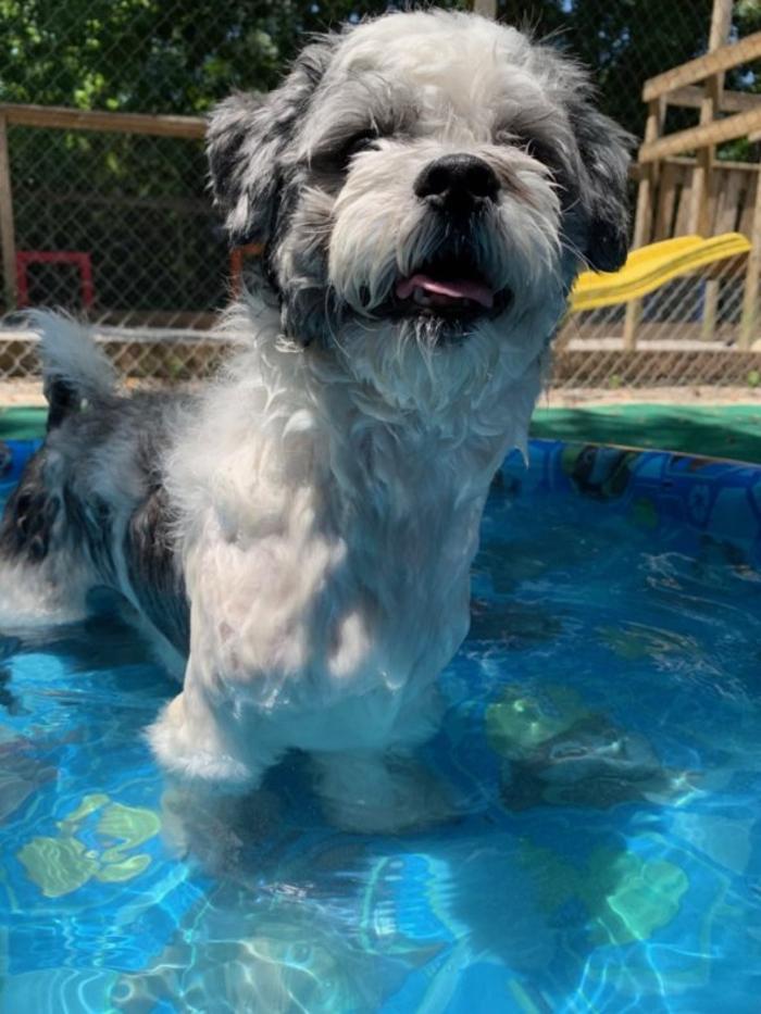 Hoffman Haus Pet Resort Image