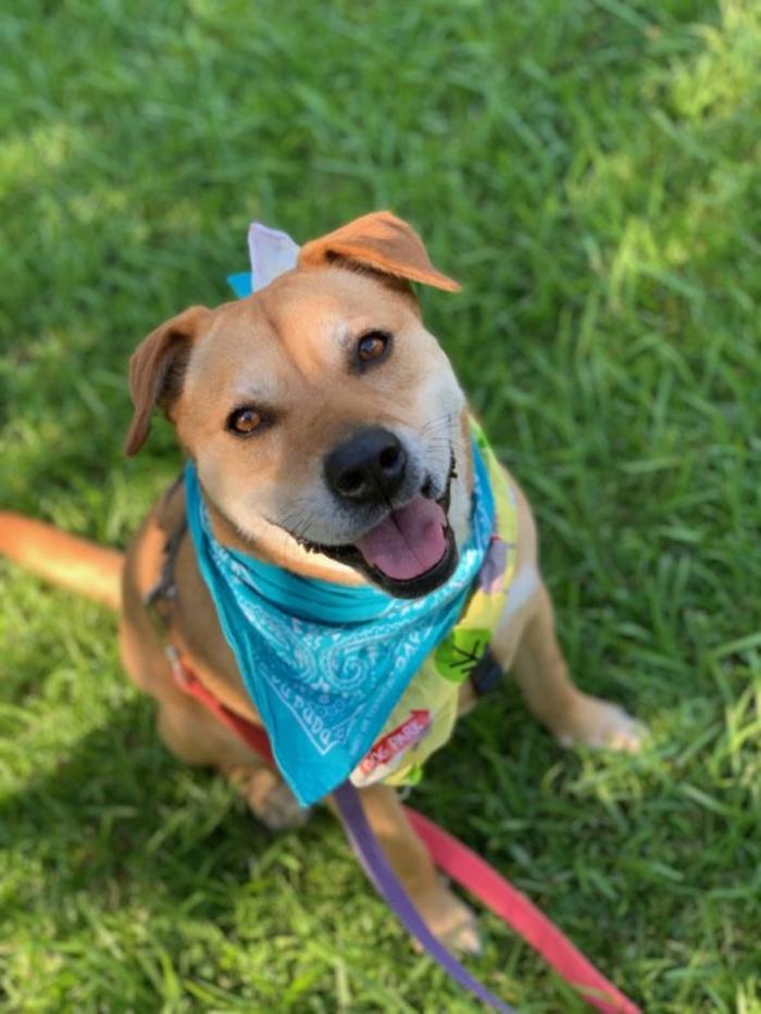 Hoffman Haus Pet Resort Image