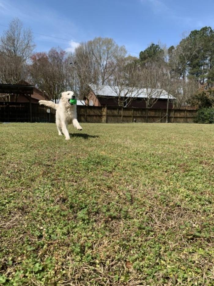 Hoffman Haus Pet Resort Image