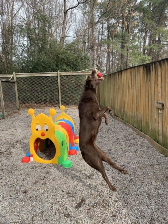 Hoffman Haus Pet Resort Image