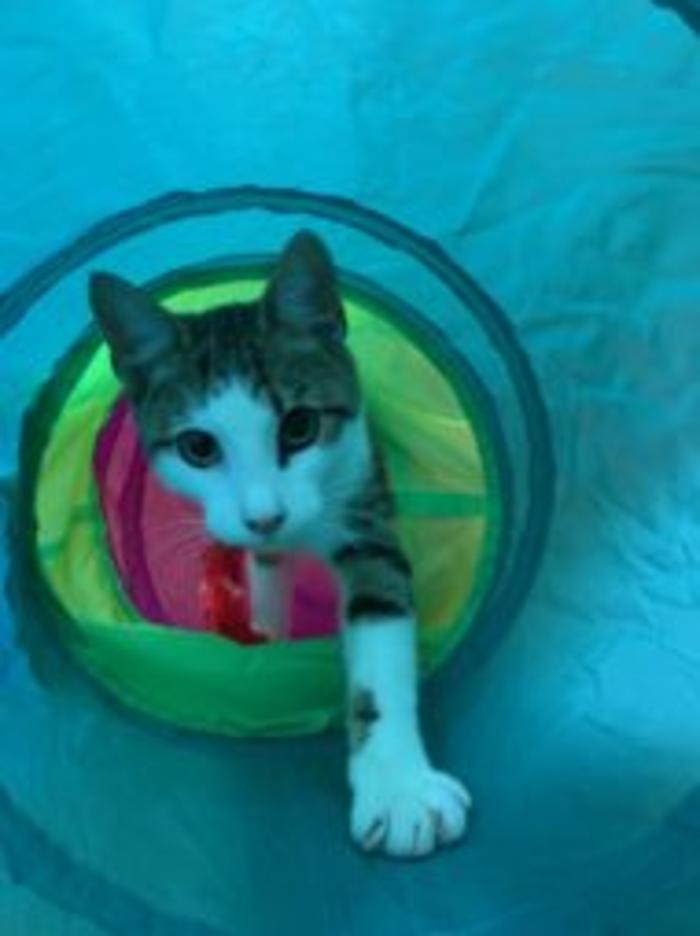 Hoffman Haus Pet Resort Image