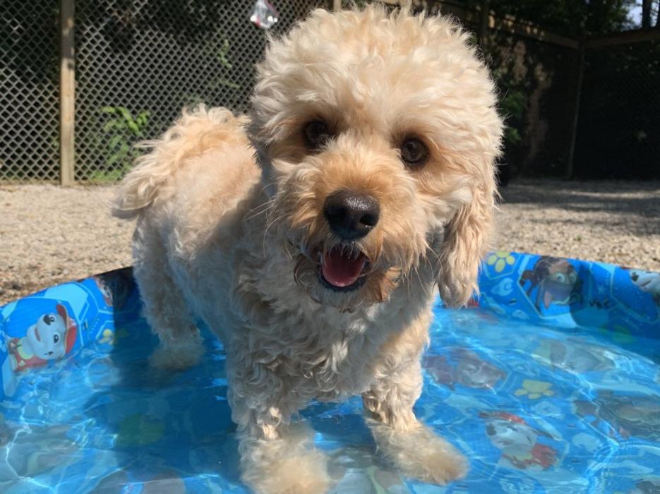 Hoffman Haus Pet Resort Image