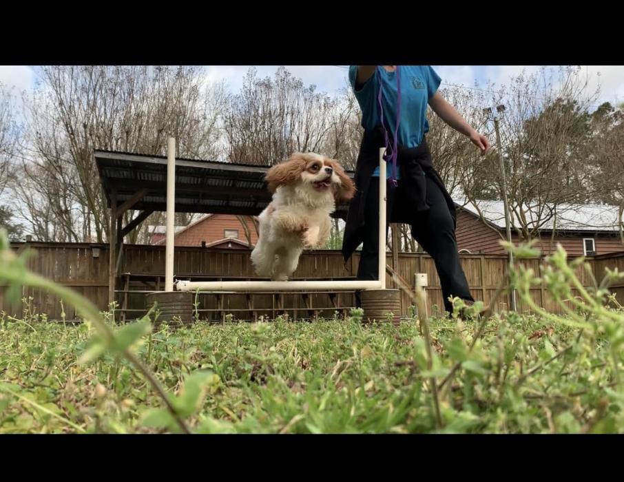 Hoffman Haus Pet Resort Image