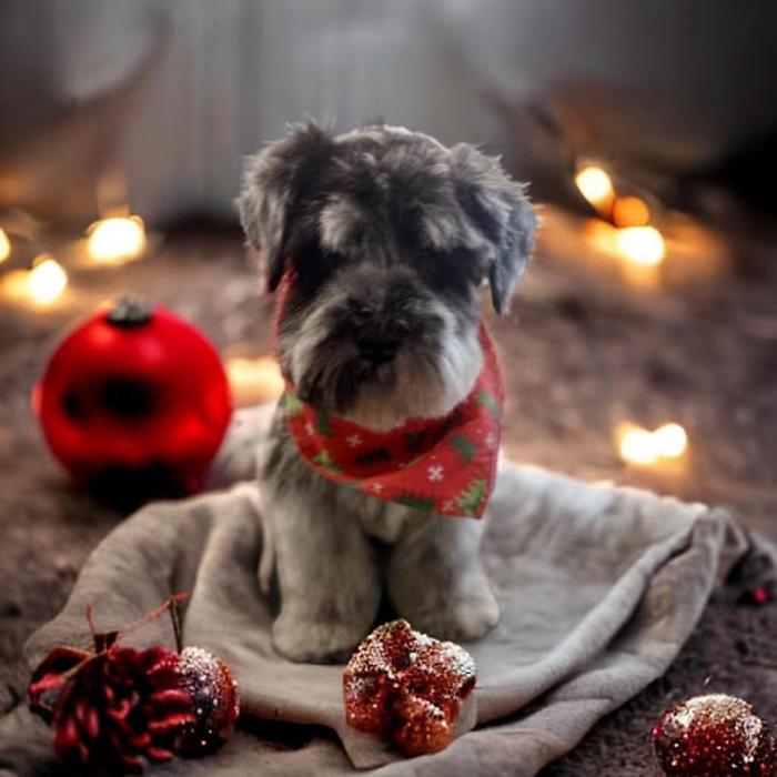 Hoffman Haus Pet Resort Image