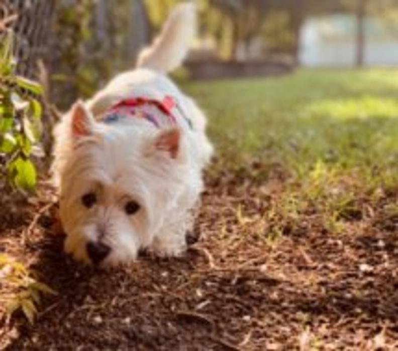 Hoffman Haus Pet Resort Image