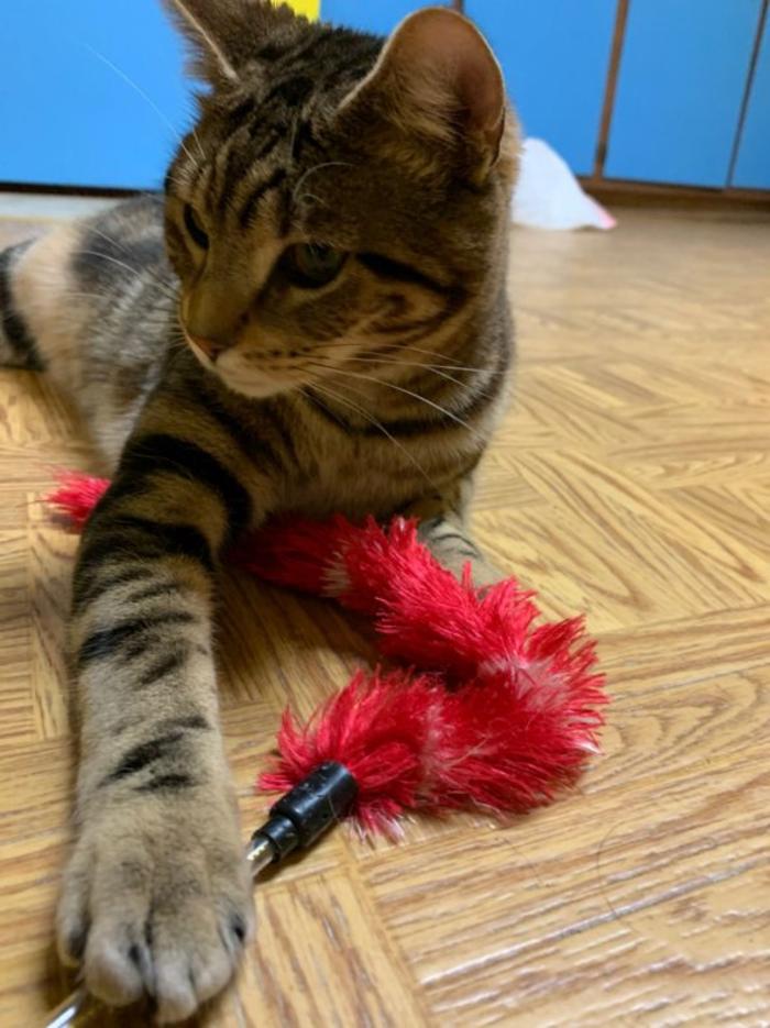 Hoffman Haus Pet Resort Image