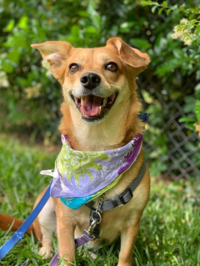 Hoffman Haus Pet Resort Image