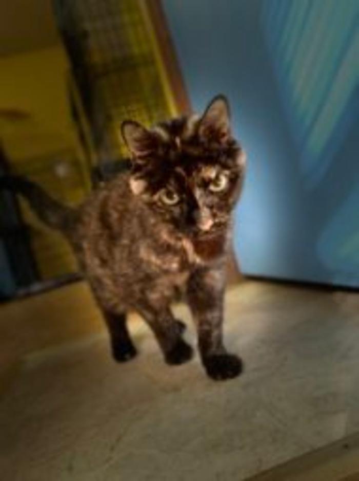 Hoffman Haus Pet Resort Image