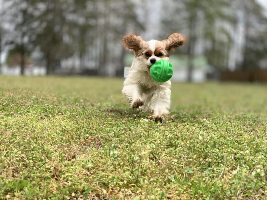 Hoffman Haus Pet Resort Image