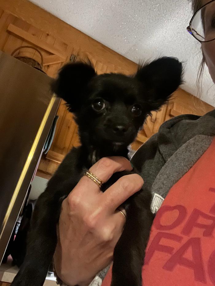 Hoffman Haus Pet Resort Image