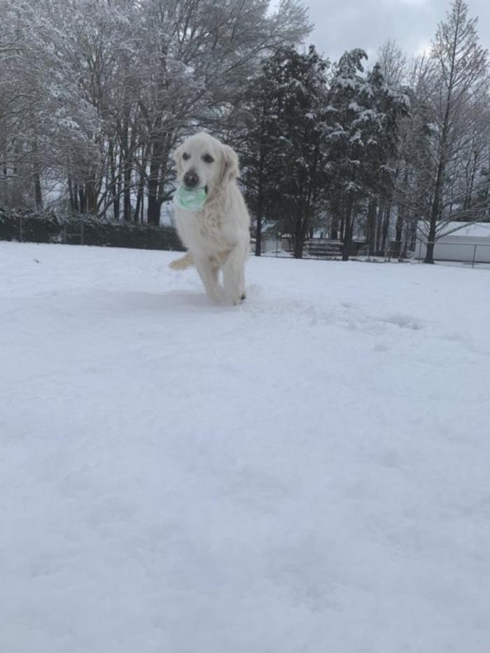 Hoffman Haus Pet Resort Image