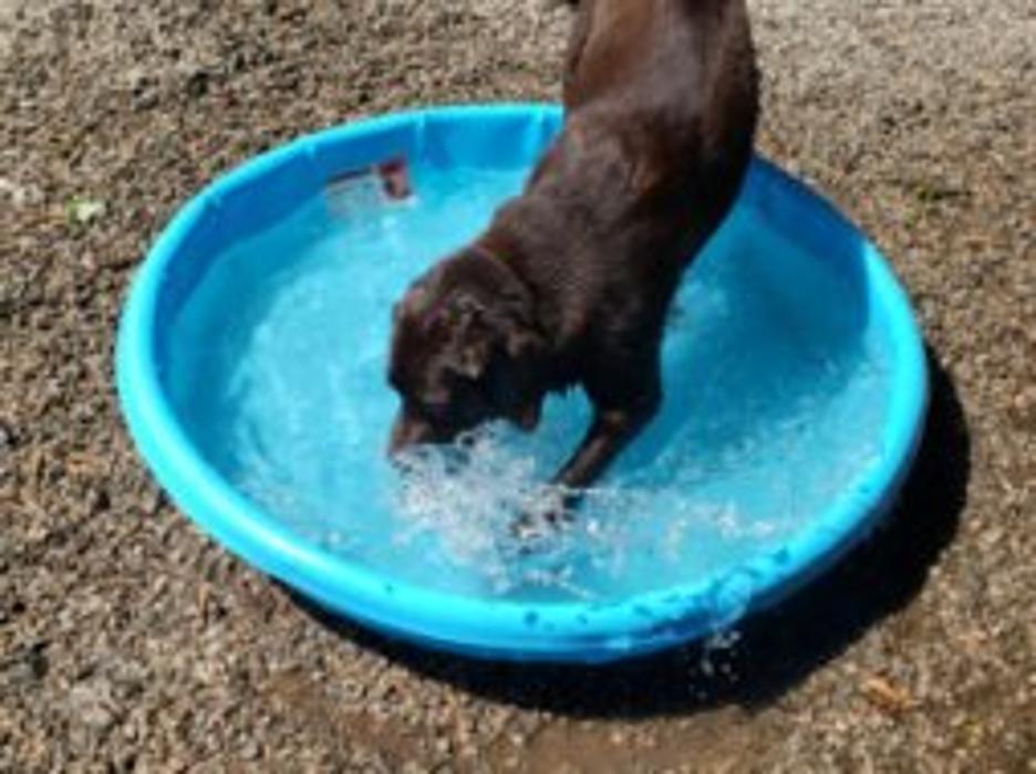 Hoffman Haus Pet Resort Image