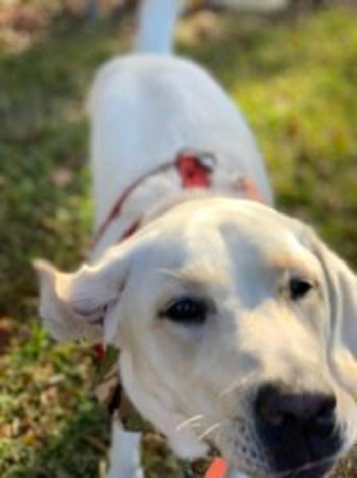 Hoffman Haus Pet Resort Image