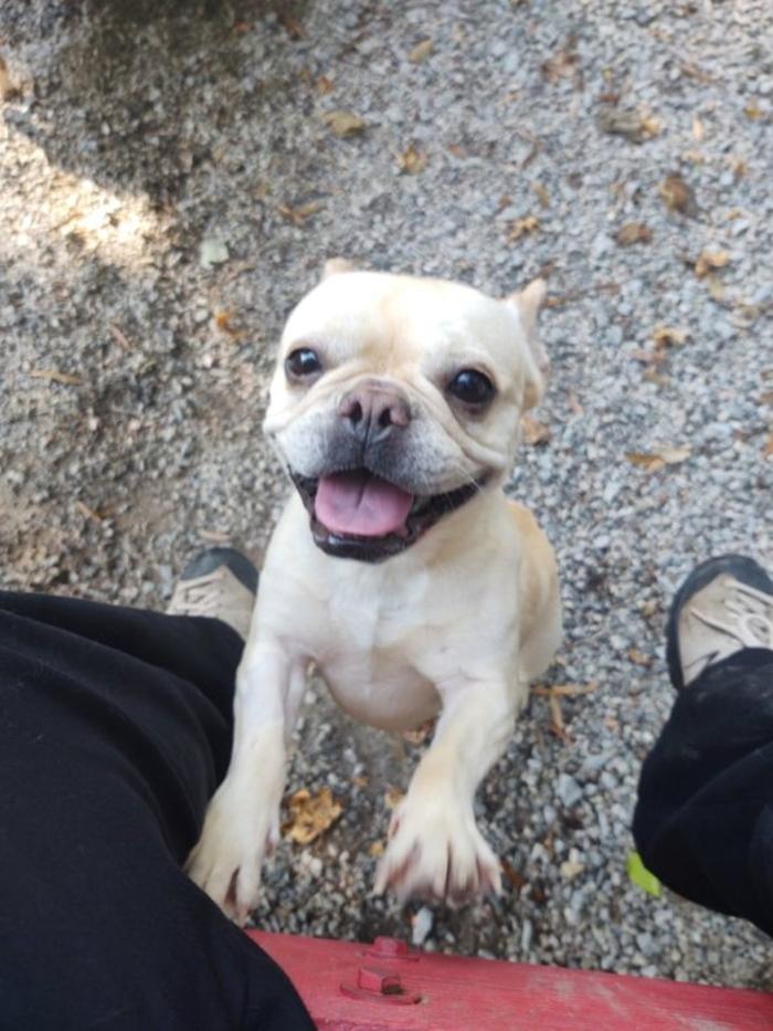 Hoffman Haus Pet Resort Image