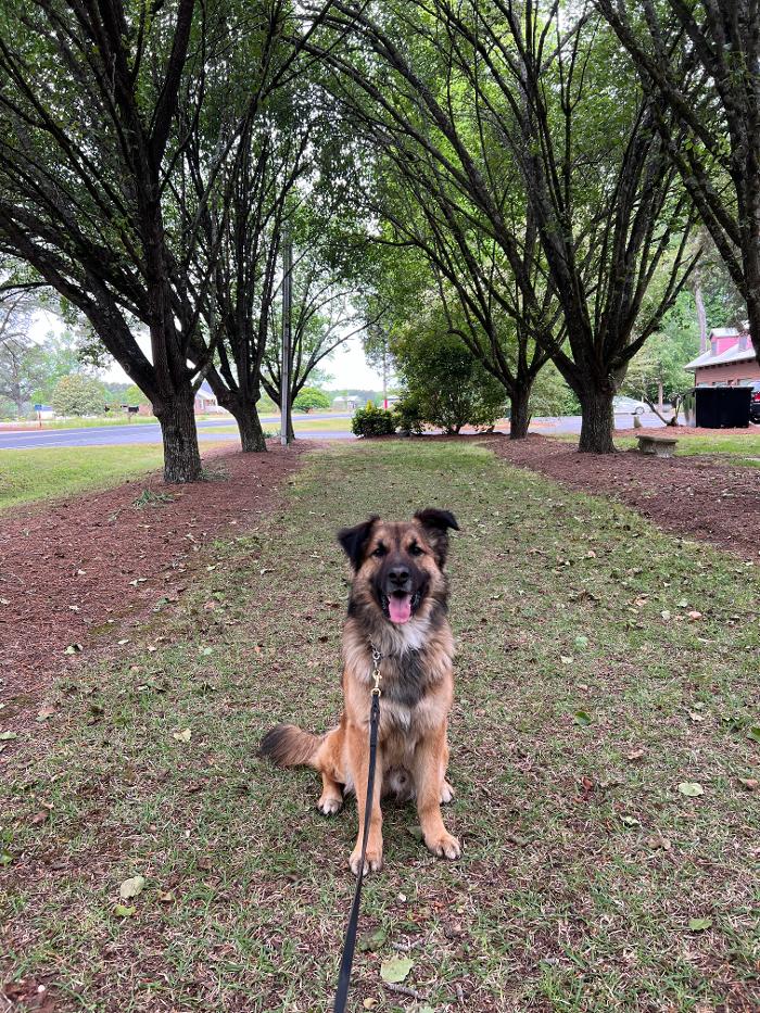 Hoffman Haus Pet Resort Image