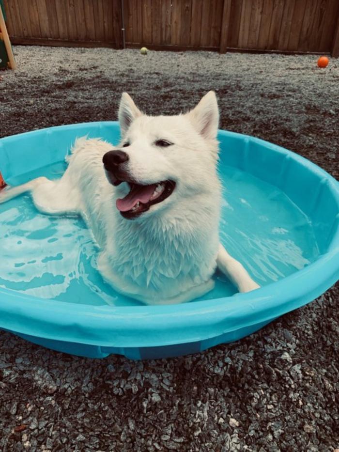 Hoffman Haus Pet Resort Image