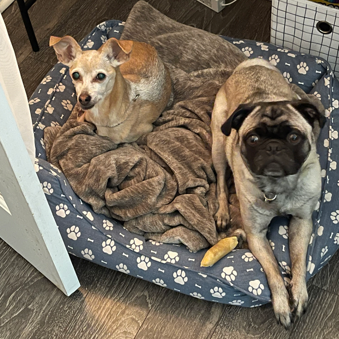 Hoffman Haus Pet Resort Image