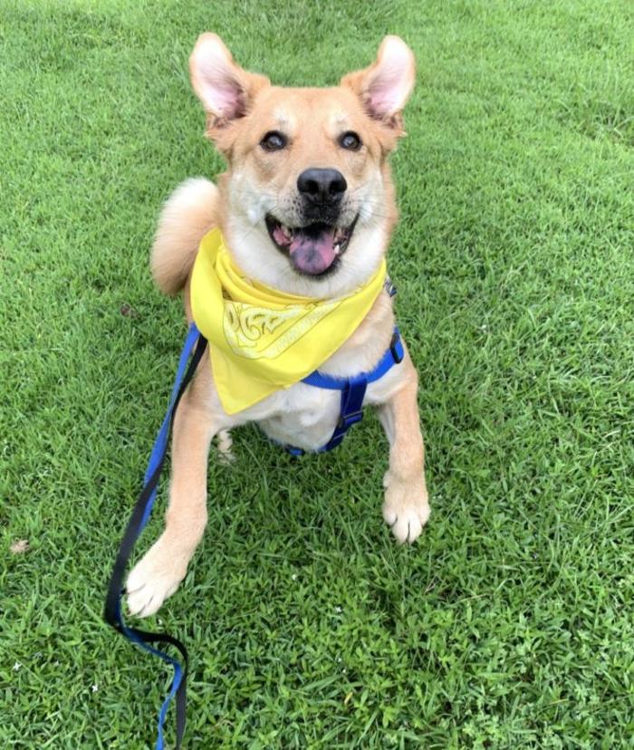 Hoffman Haus Pet Resort Image